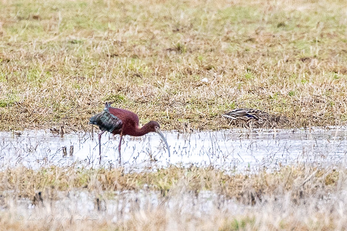 Glossy x White-faced Ibis (hybrid) - Lucie Gendron