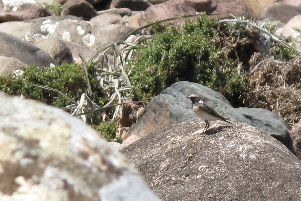 Pied Wheatear - Rob Felix