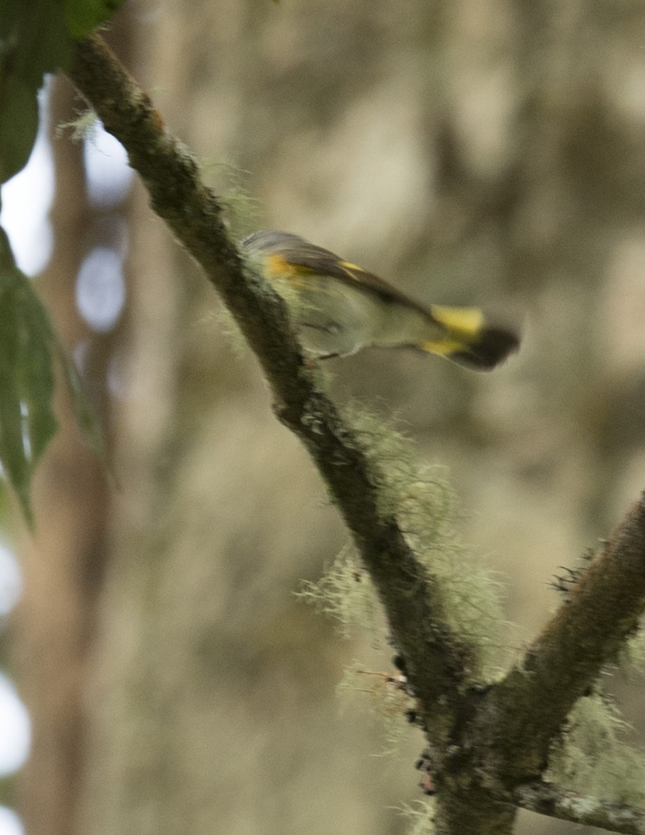 American Redstart - ML43736971