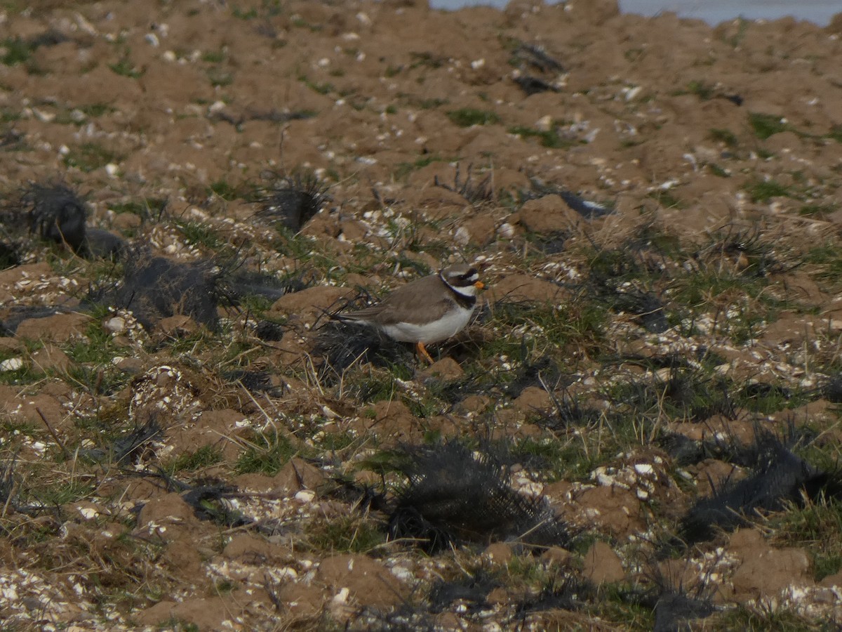Common Ringed Plover - ML437370341