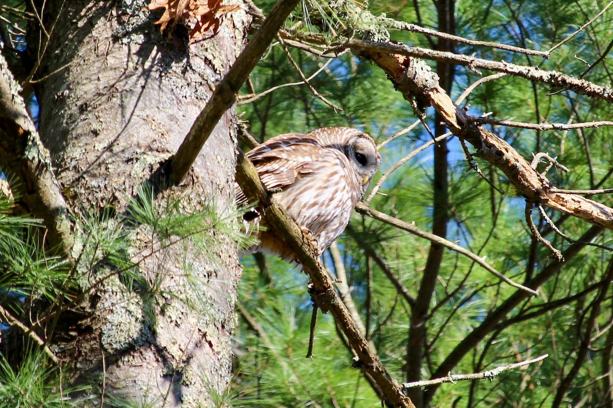 Barred Owl - ML437371331