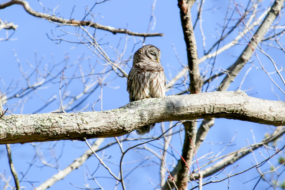 Barred Owl - ML437371341