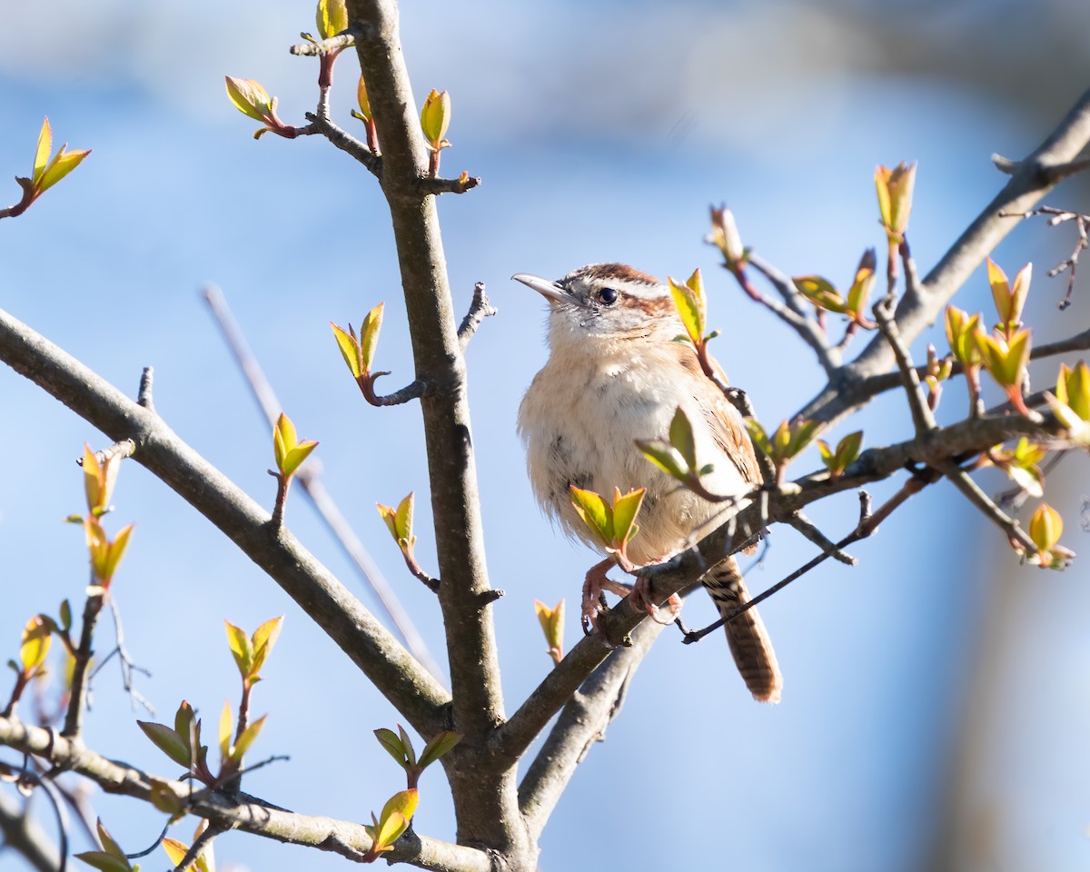 Carolina Wren - ML437371521