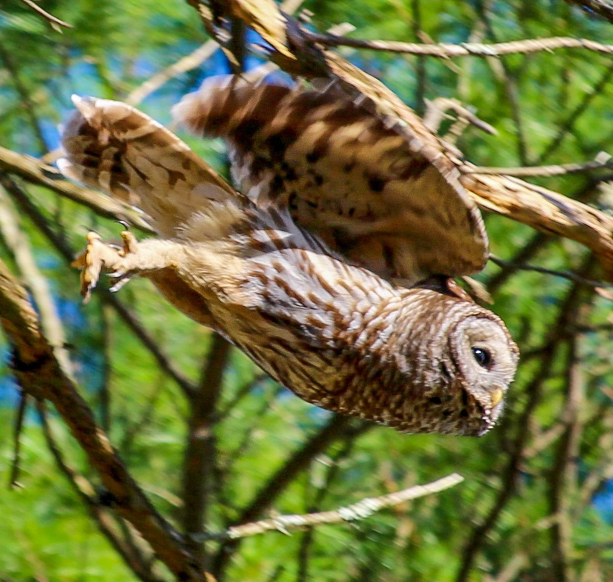 Barred Owl - ML437371841