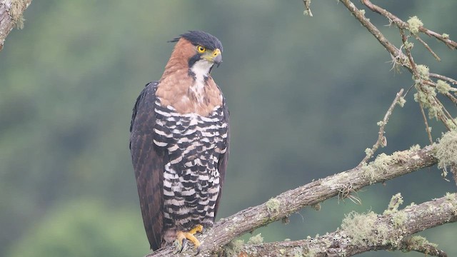 Águila Galana - ML437372111