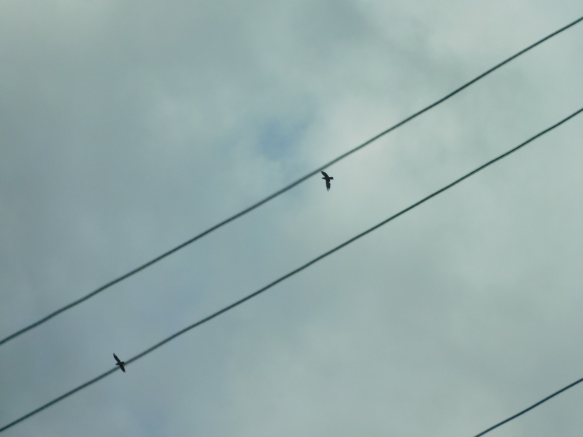 Topknot Pigeon - ML437372511