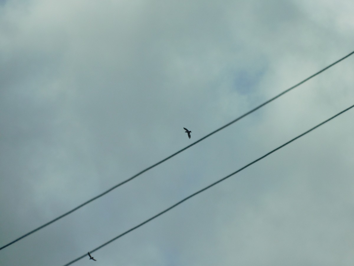 Topknot Pigeon - ML437372521