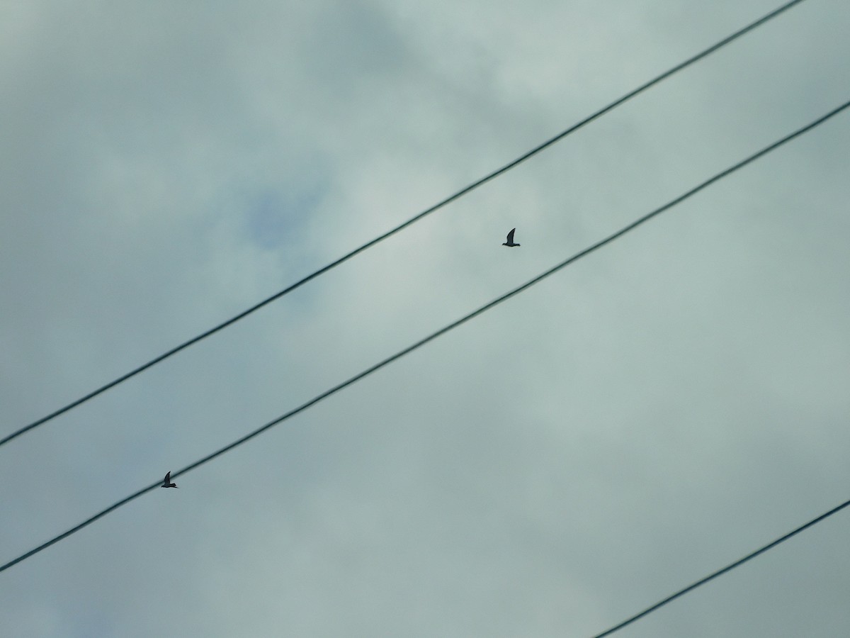 Topknot Pigeon - ML437372561