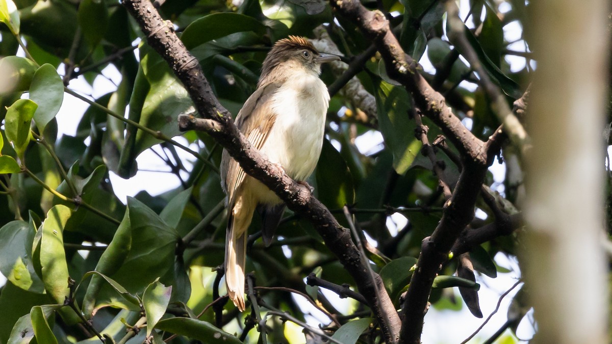 Buff-vented Bulbul - Ng SH