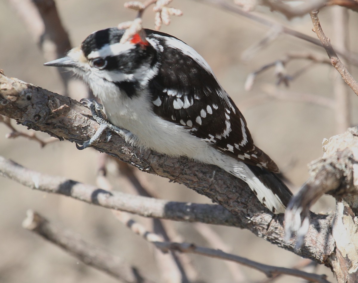 Downy Woodpecker - ML437380381