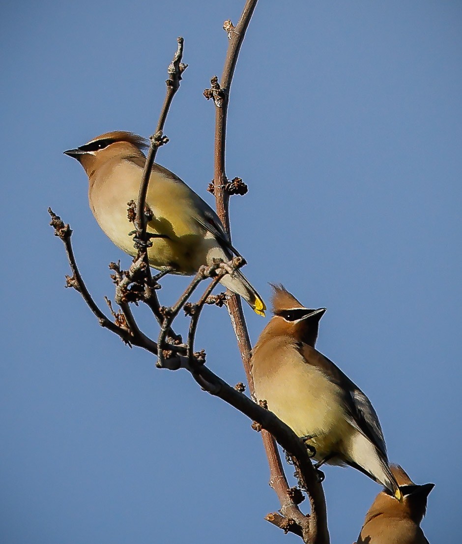 Cedar Waxwing - ML437381051