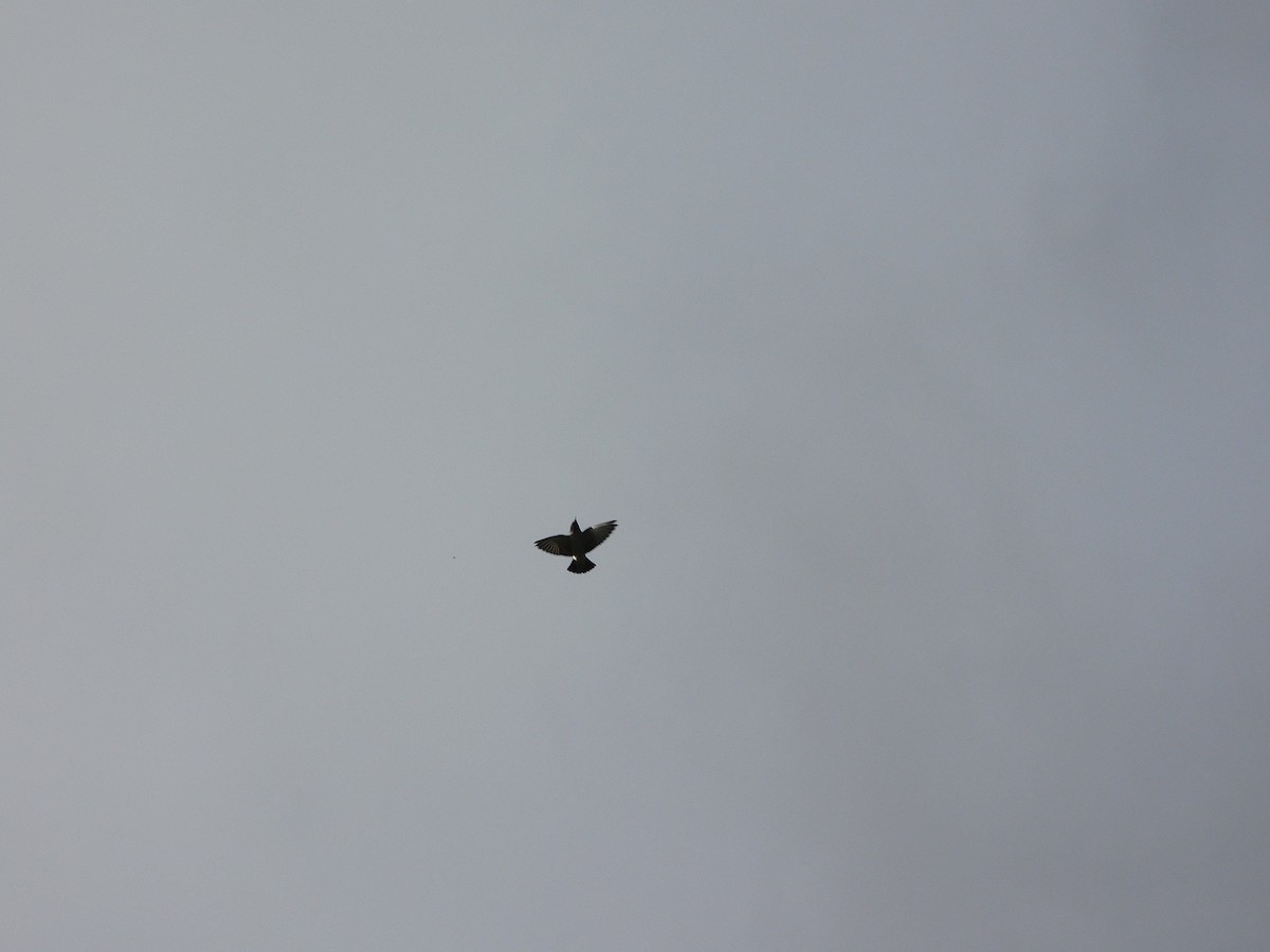 White-breasted Woodswallow - George Vaughan