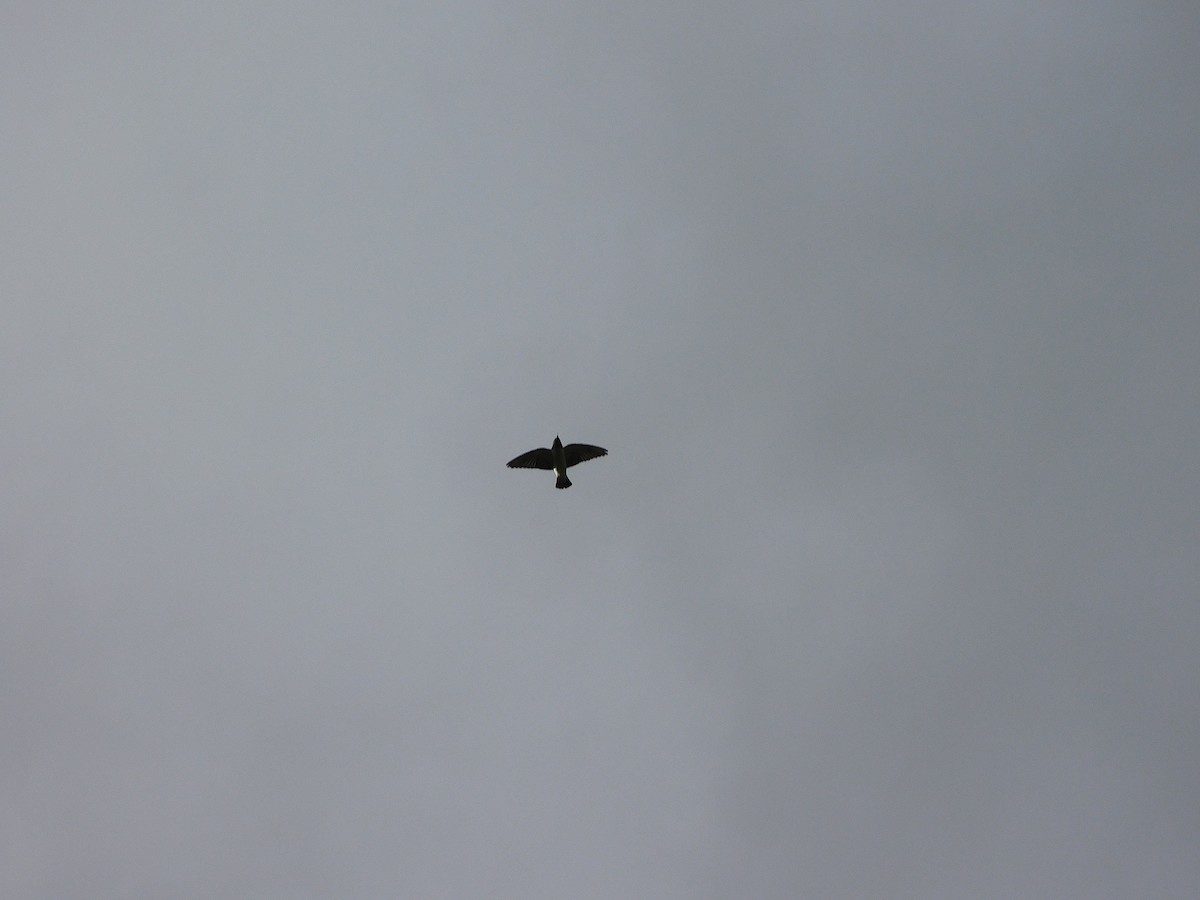 White-breasted Woodswallow - George Vaughan