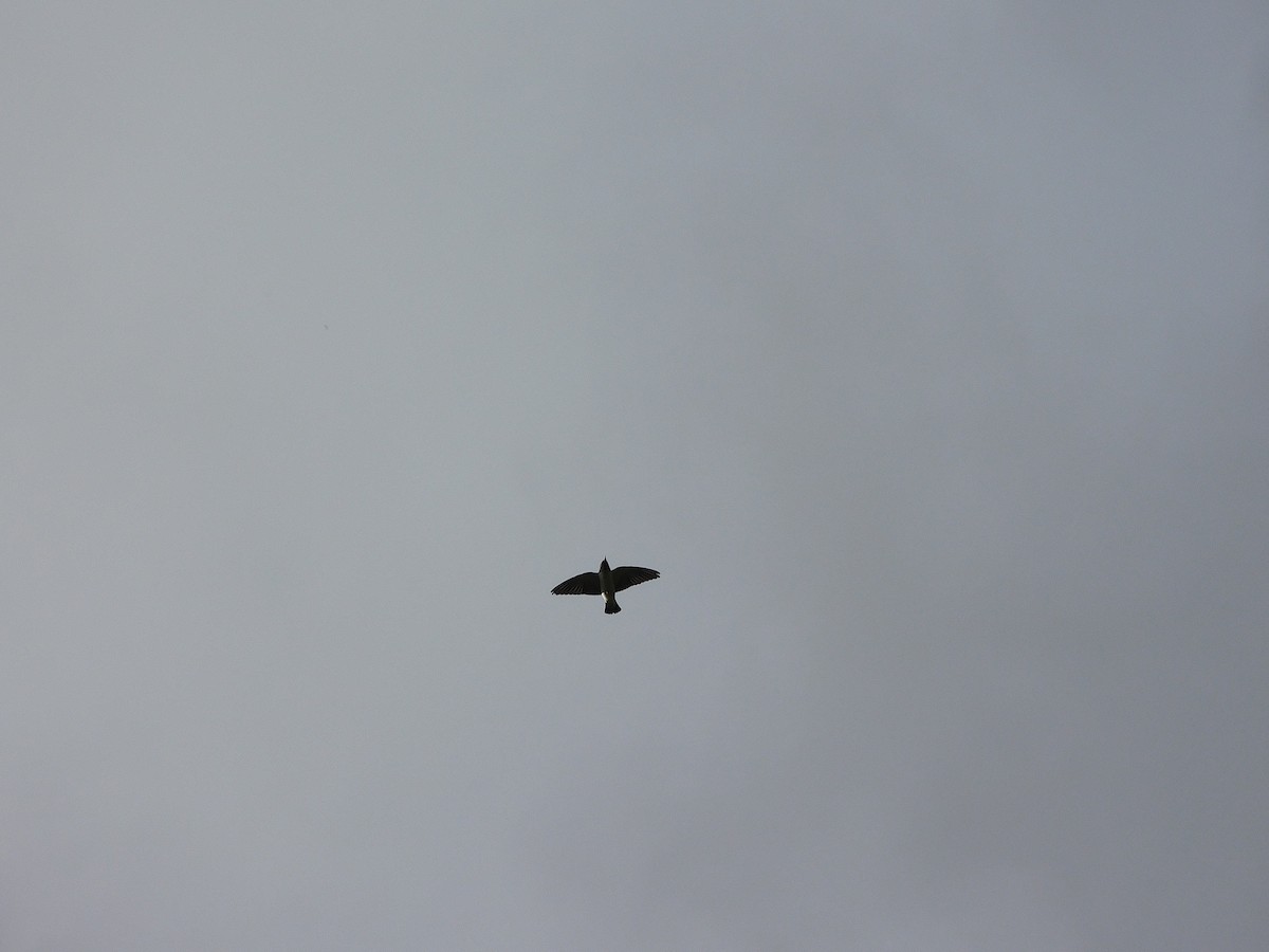 White-breasted Woodswallow - George Vaughan