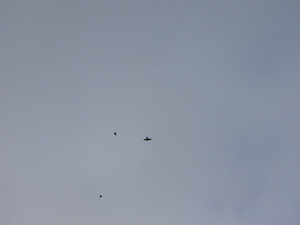 White-breasted Woodswallow - George Vaughan