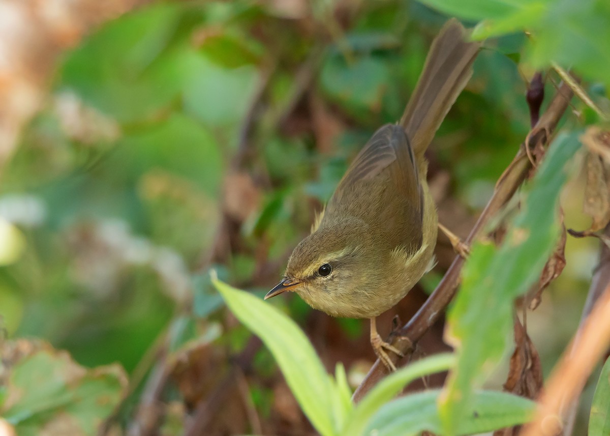 Aberrant Bush Warbler (Perplexing) - ML437382091