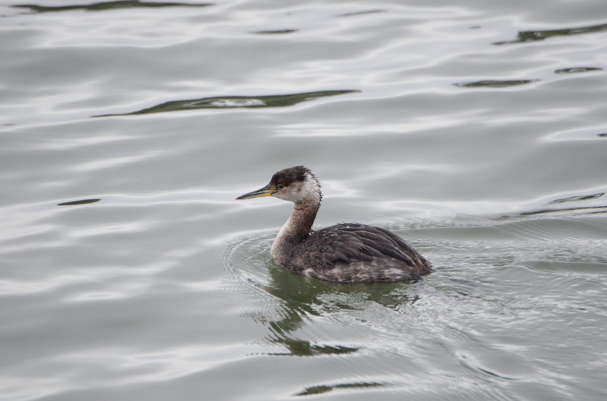 Red-necked Grebe - ML43738431