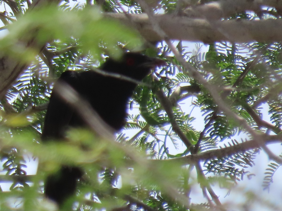 Asian Koel - ML437384791