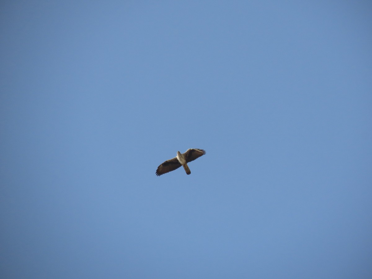 Águila Perdicera - ML437384921