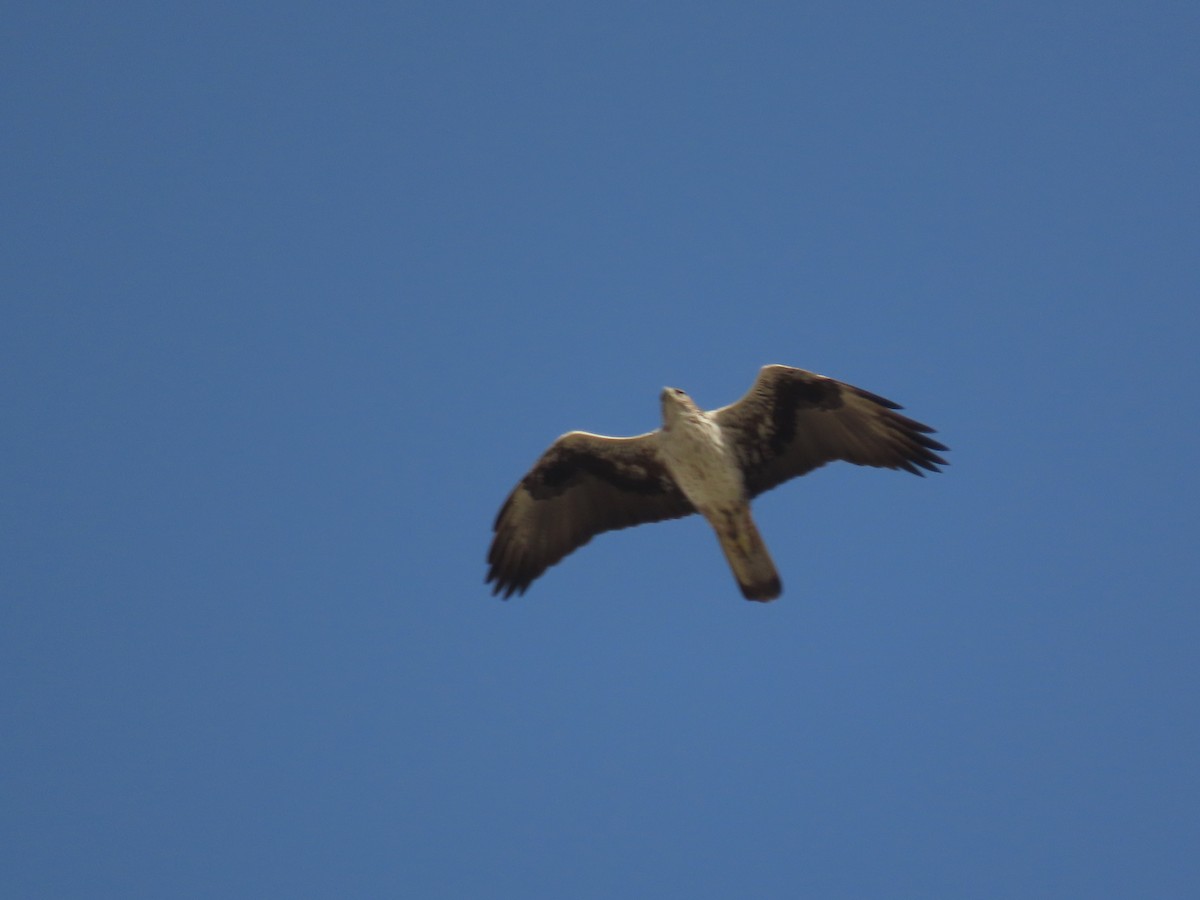 Águila Perdicera - ML437384931