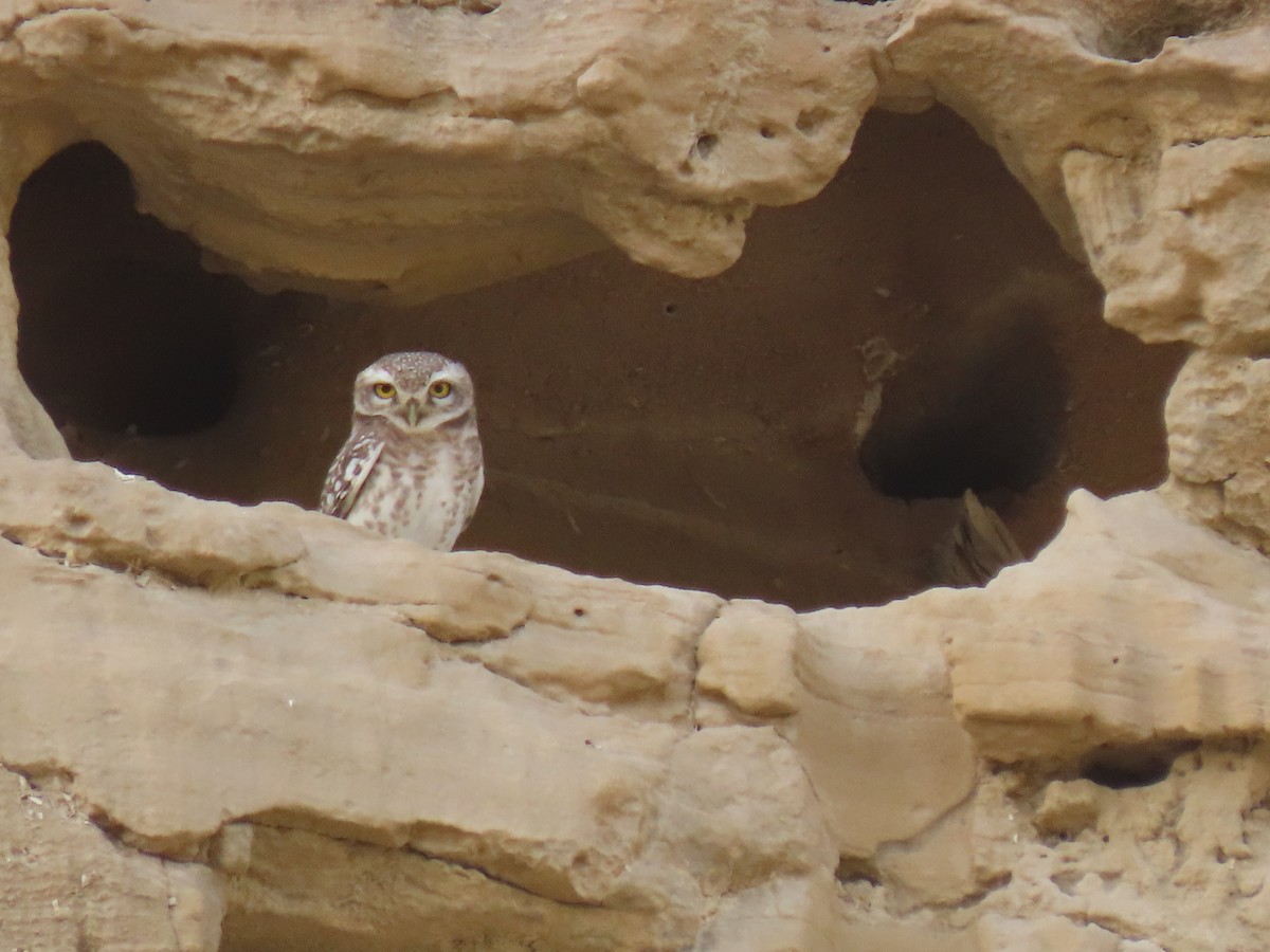 Spotted Owlet - ML437385041