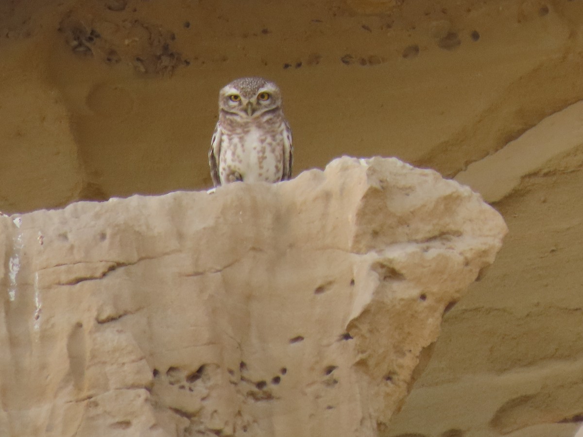 Spotted Owlet - ML437385061