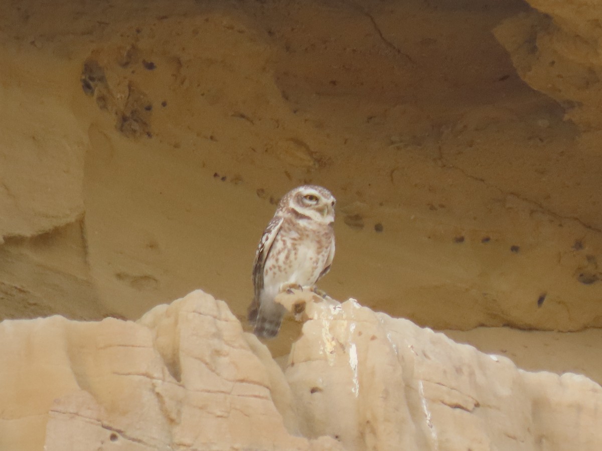 Spotted Owlet - ML437385091