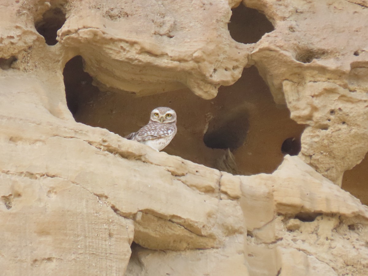 Spotted Owlet - ML437385121