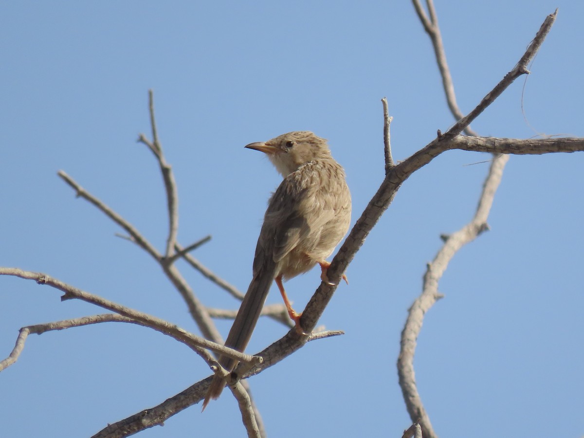 Afghan Babbler - ML437385221