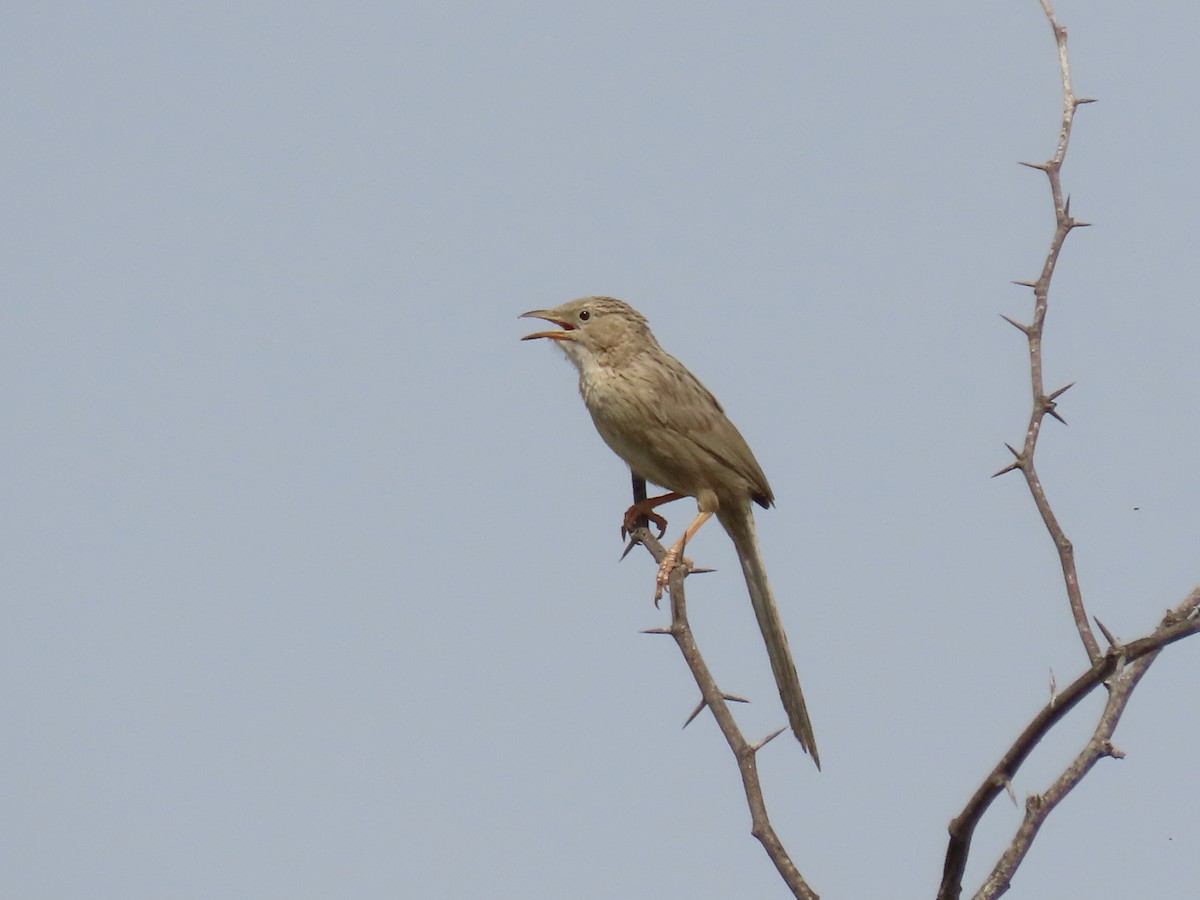 Afghan Babbler - ML437385251