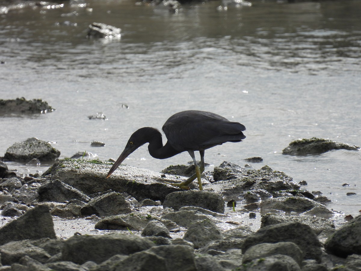 Pacific Reef-Heron - ML437385521