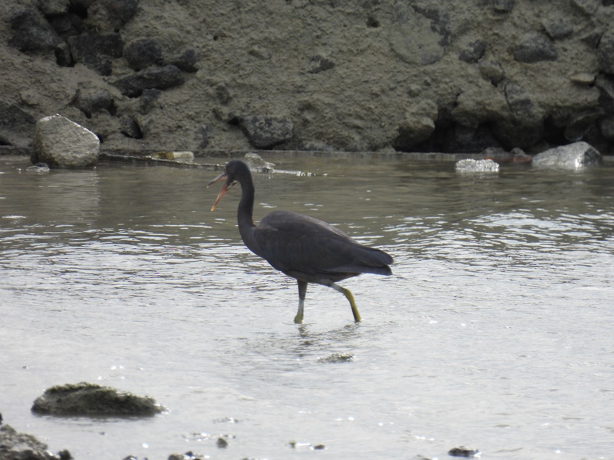 Pacific Reef-Heron - ML437385551