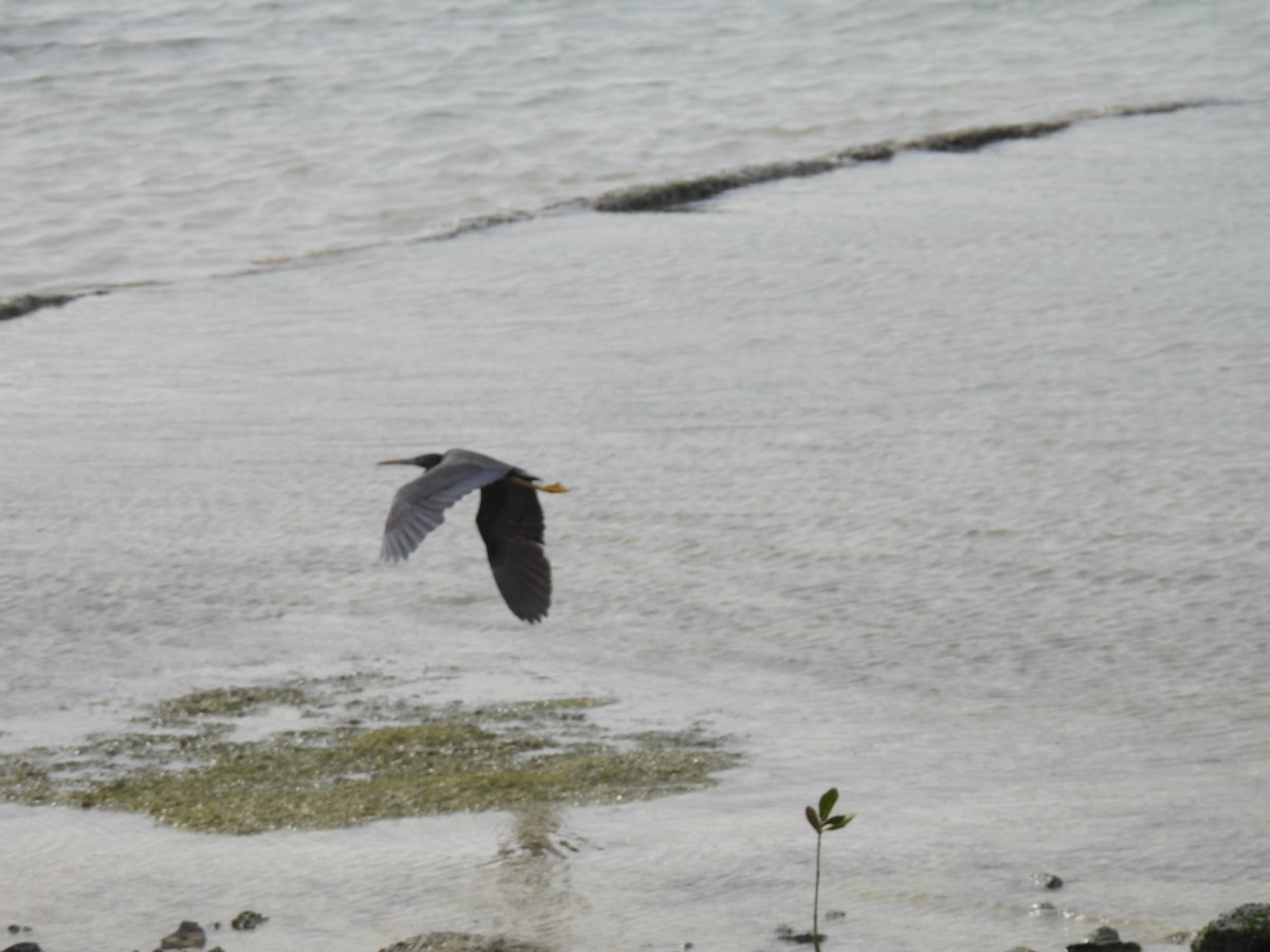 Pacific Reef-Heron - ML437385571