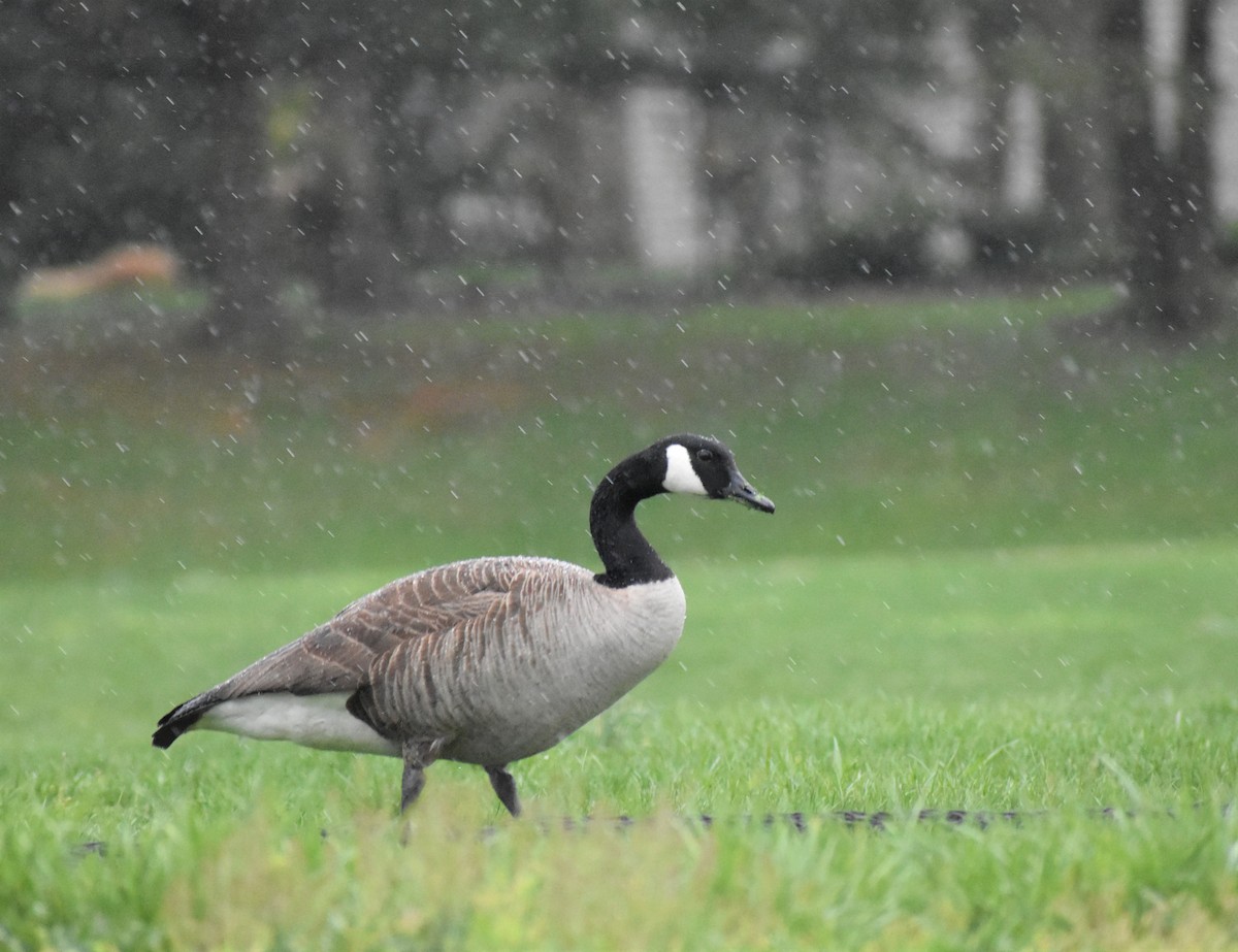 Canada Goose - ML437385771