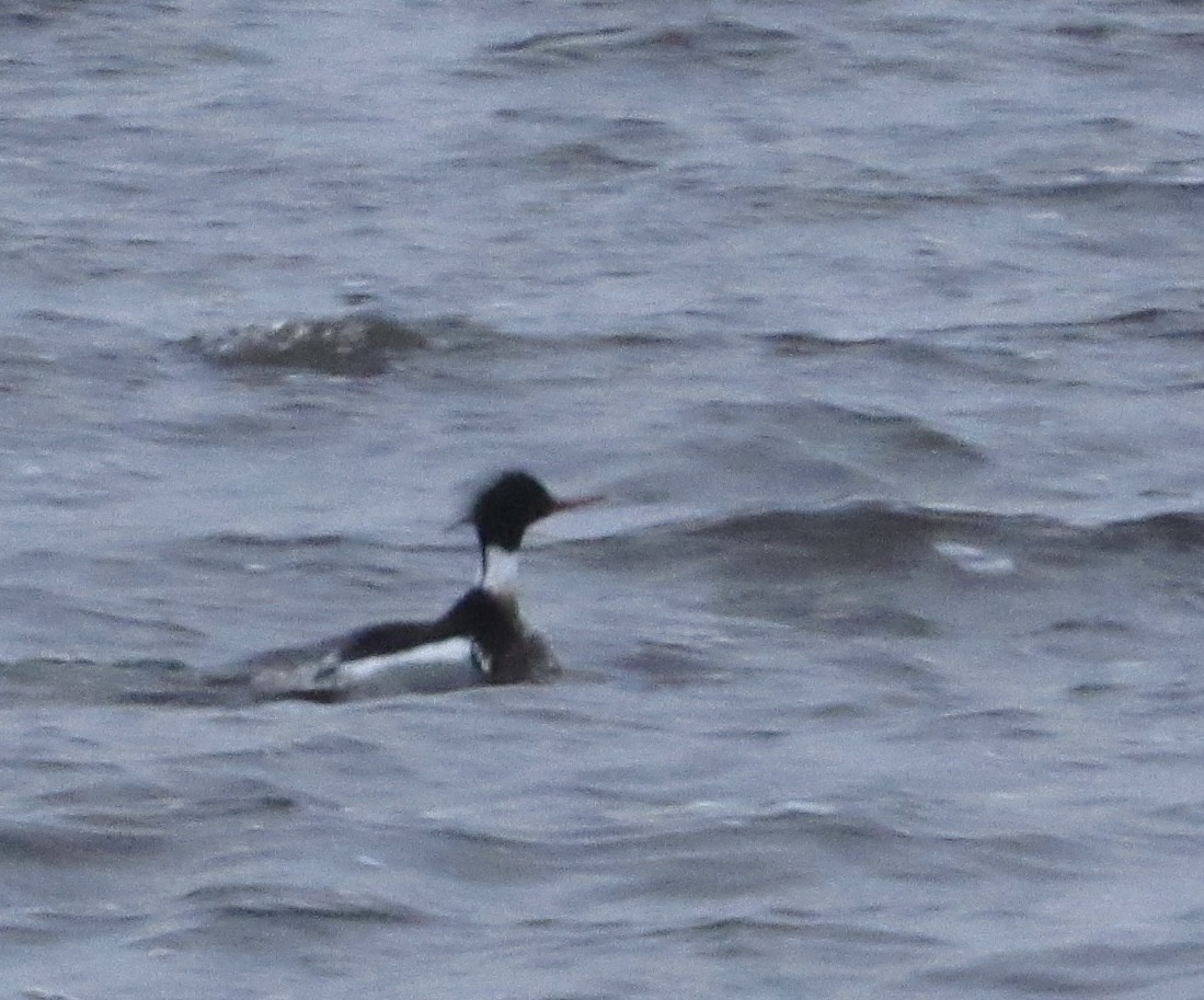 Red-breasted Merganser - ML437389271