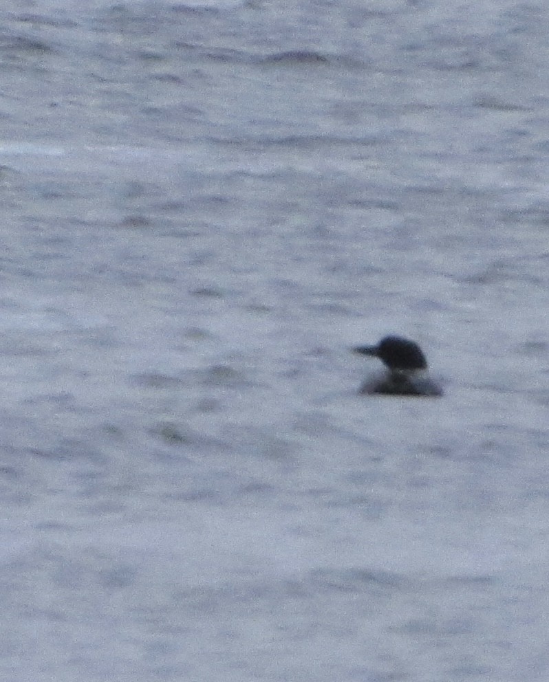 Common Loon - ML437389291