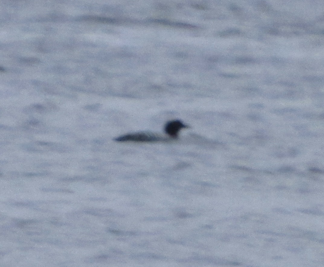 Common Loon - ML437389311