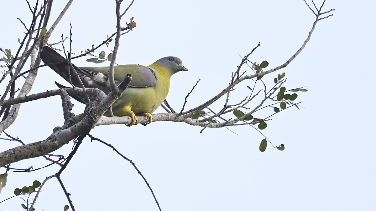 Yellow-footed Green-Pigeon - ML437391351