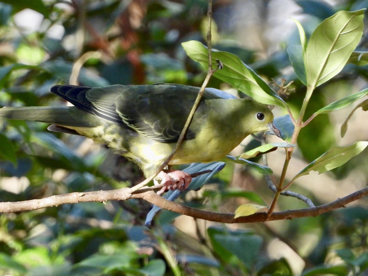 Wedge-tailed Green-Pigeon - ML437391581