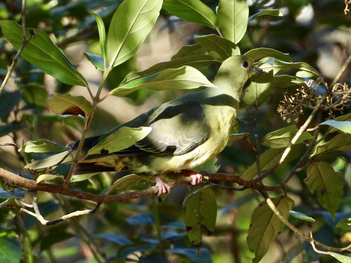 Wedge-tailed Green-Pigeon - ML437391591