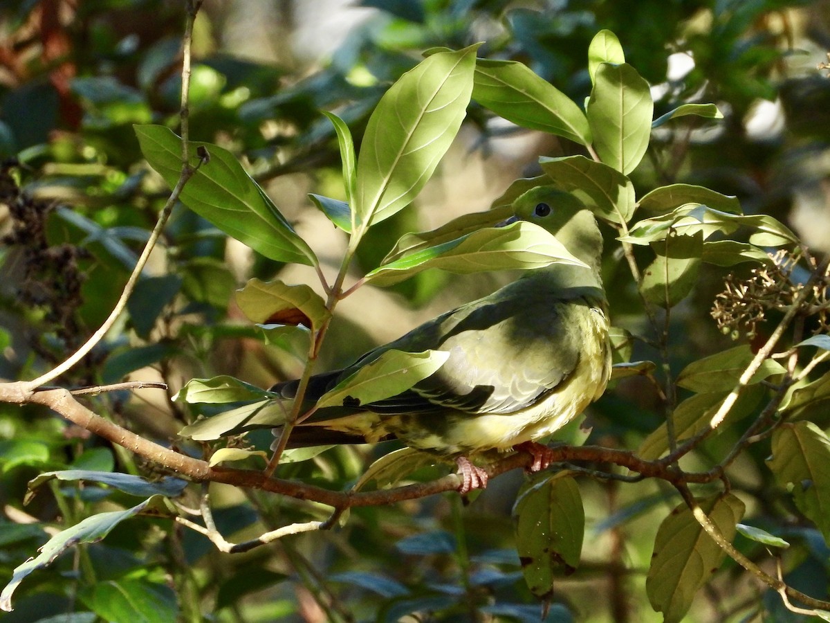 Wedge-tailed Green-Pigeon - ML437391671