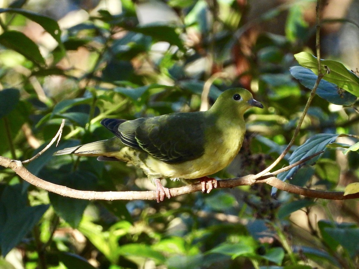 Wedge-tailed Green-Pigeon - ML437391691