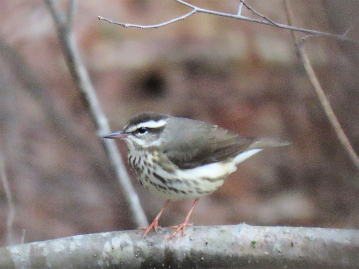 Louisiana Waterthrush - ML437391701