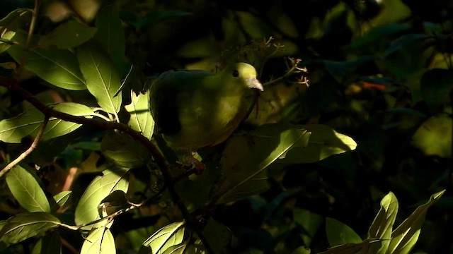 Wedge-tailed Green-Pigeon - ML437392211