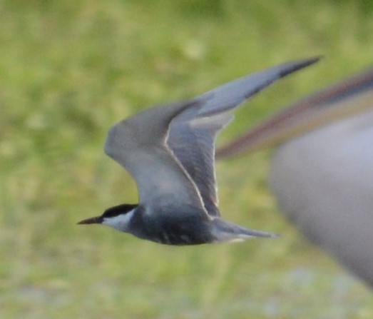 Whiskered Tern - ML437392481