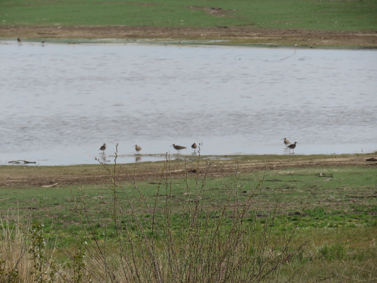 Whimbrel - ML437392671