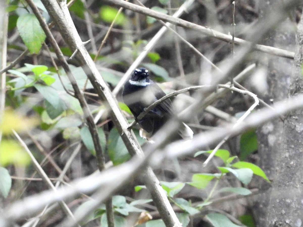 White-throated Fantail - ML437393921