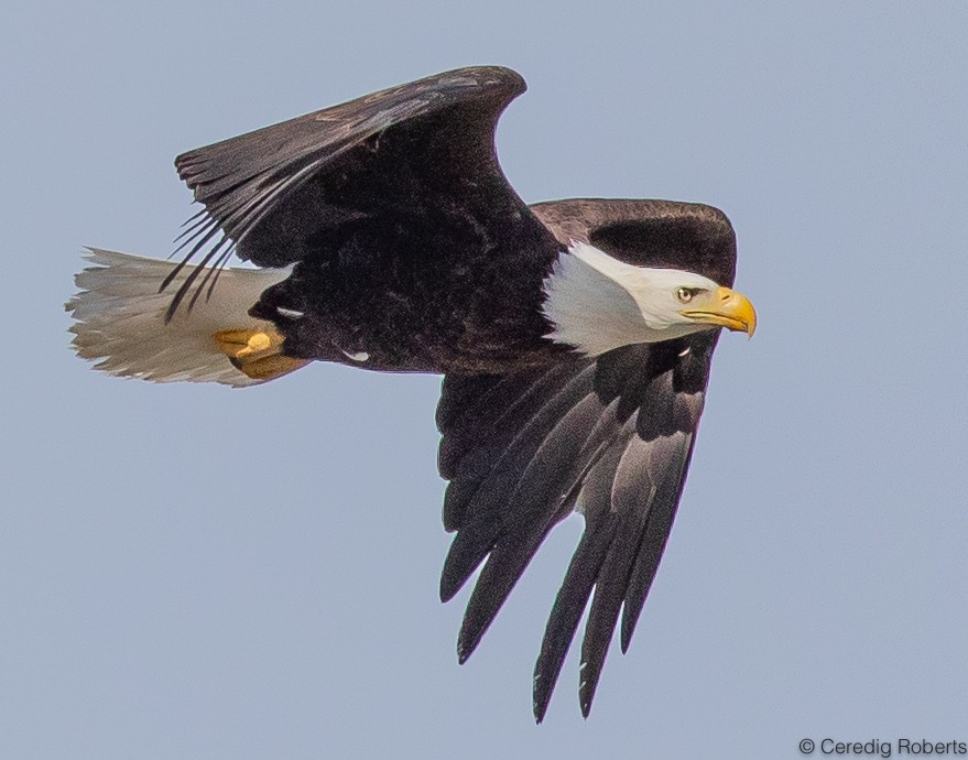 Bald Eagle - ML437394071