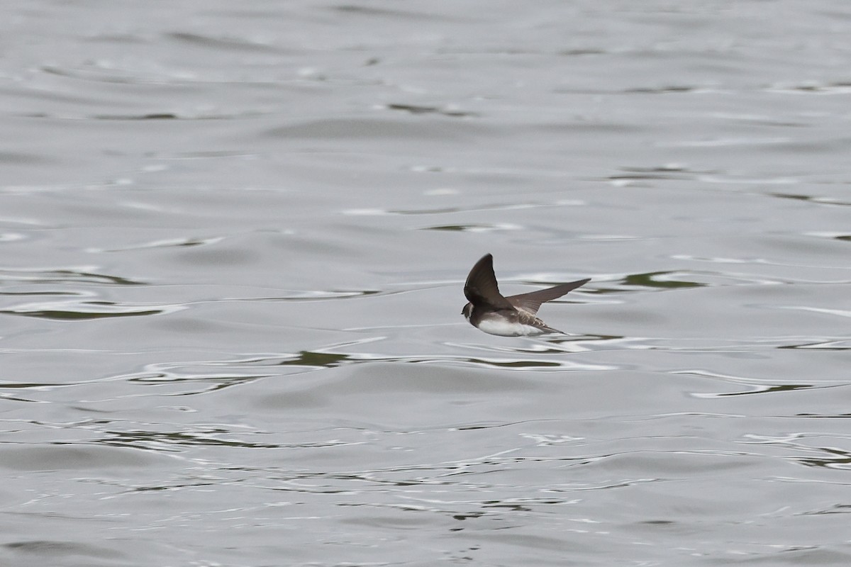 Bank Swallow - David Disher