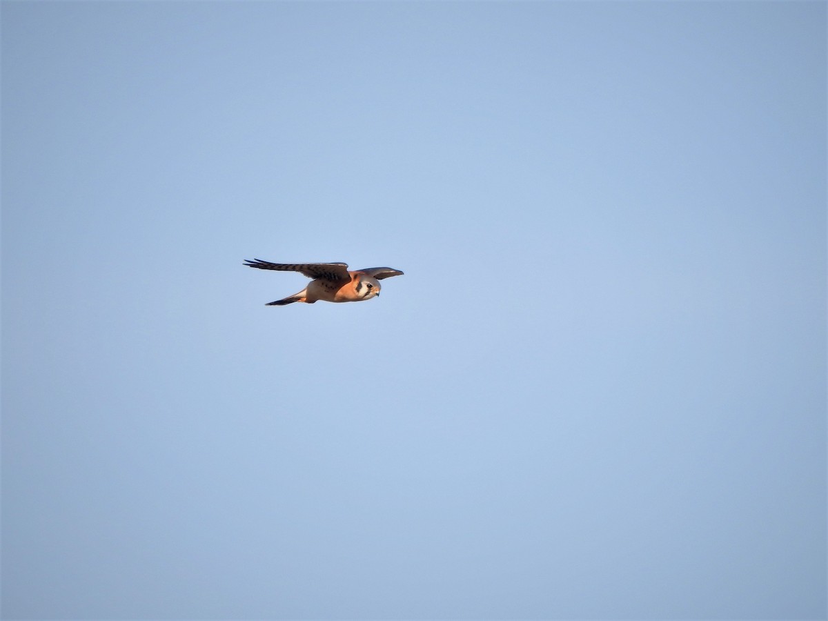 American Kestrel - ML43739501